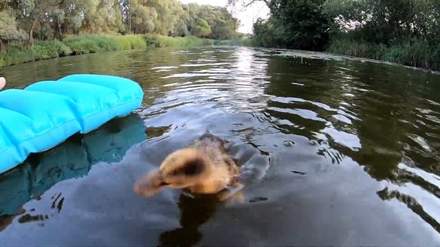 Обзор птиц на даче / Румтур по дачным клеткам смотреть онлайн