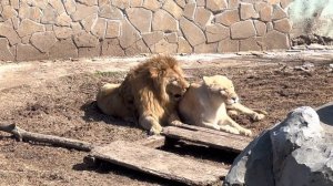 МОЯ ЛЬВИЦА!??Как влюбленный лев охраняет свою львицу???❤️