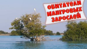 Кто поселился в мангровых зарослях