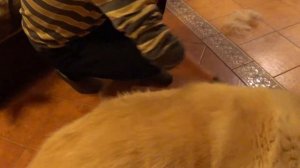 Массажная перчатка для вычёсывания шерсти