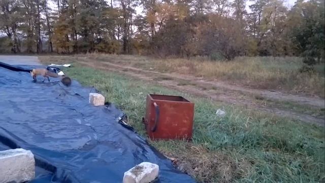 Кот и лис смотреть онлайн