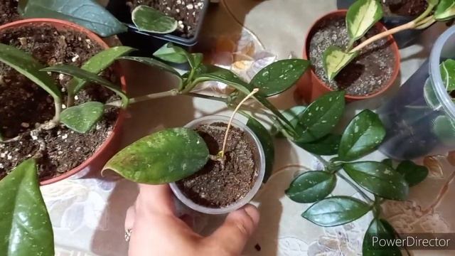 Обзор и пересадка хой//Моя мини коллекция смотреть онлайн