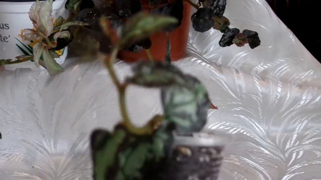 Комнатное растение пеллиония Даво (Pellionia daveauana) содержание и уход