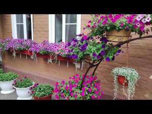 Петуния в саду. Чем кормлю для быстрого роста и обильного цветения. Как и когда поливаю петунии.