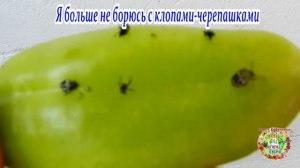 Я больше не борюсь с клопами черепашками