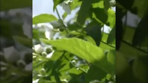 Стас Куташов . Виновник.