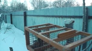 Ловля певчих птиц по - старинке.