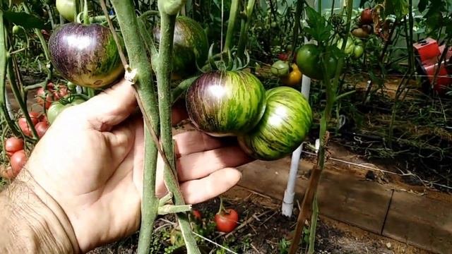 Томат Криптонит (Kryptonite).