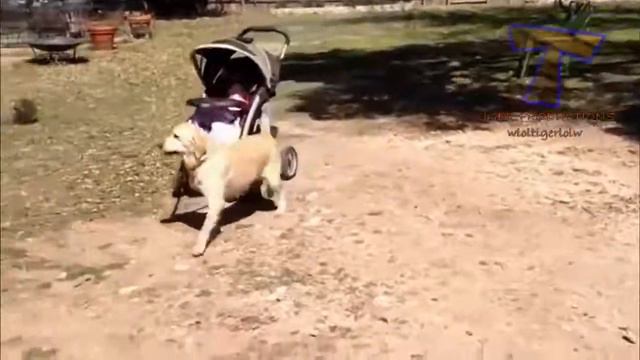 Нарезка видео с животными кошками и собаками. Символ года собака. смотреть онлайн