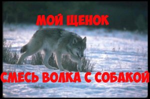 Интересная история. Мой щенок смесь волка с собакой.
