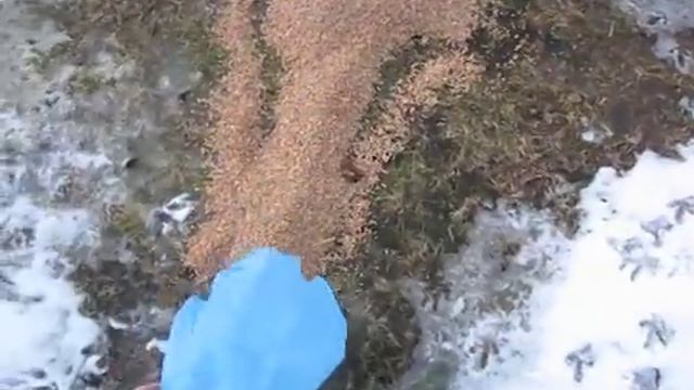 Подкормка куропаток. смотреть онлайн