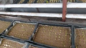 Выгонка тюльпанов 2021,немного о теплице и отоплении.