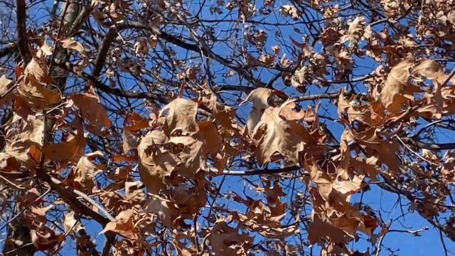 Можно ли вернуть истинное понимание значения слов в русском языке? смотреть онлайн