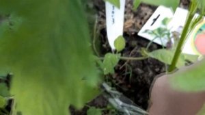 Как формировать детерминантные томаты