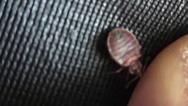 Постельные клопы ползают по дивану