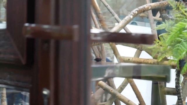 Идем в ЗООПАРК//Обзор зоопарка Ижевск. смотреть онлайн