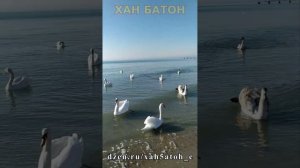 Вот такой день | Лебеди | Крым | ХАН БАТОН | XAH 6ATOH