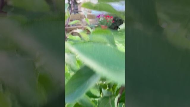 Алиссум (лобулярия) и яблоня.?