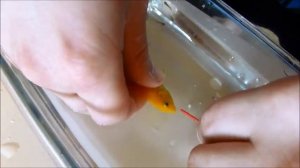 выпускаем изо рта мальков Labidochromis caeruleus