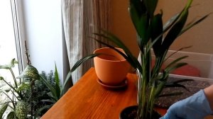 ПЕРИСТОЛИСТНАЯ ПАЛЬМА ХОВЕЯ почему не спит цветовод