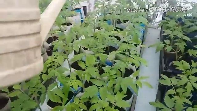 12 марта и первая подкормка рассады. смотреть онлайн