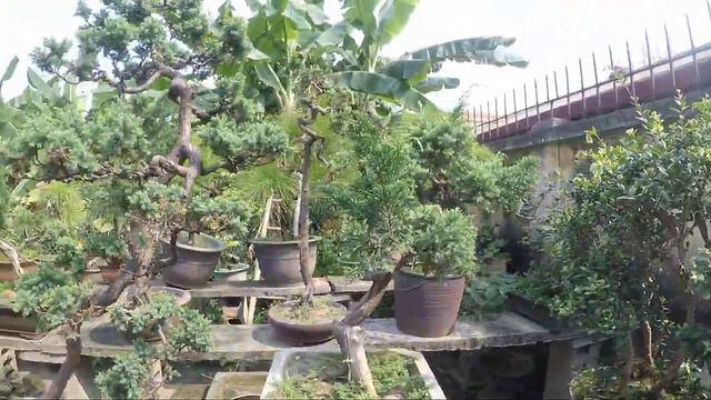 Visitez le magnifique jardin d'arbres de bonsaï смотреть онлайн