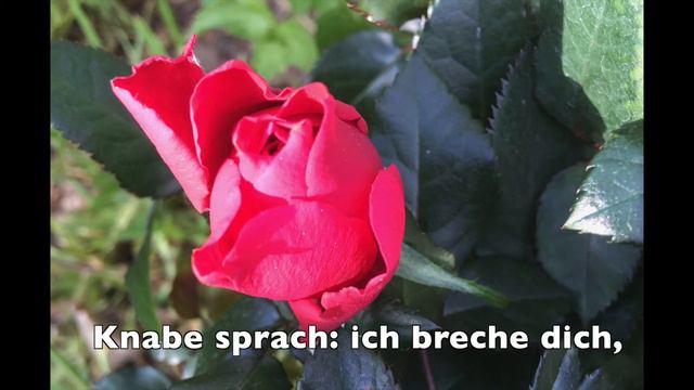 Sah ein Knab ein Röslein stehn