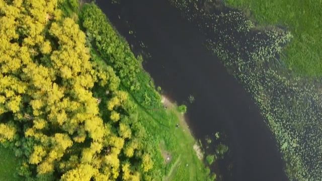 Река Оредеж между озером Антоново и озером Хвойлово. смотреть онлайн