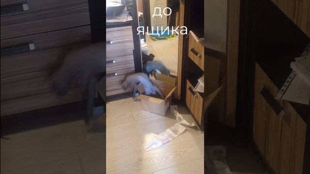 Кот-дебошир "разносит" квартиру