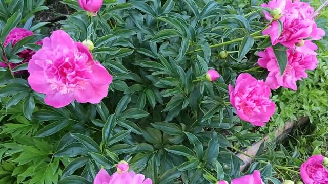 Сорта пионов среднего и позднего срока цветения. 17.06.2021 смотреть онлайн