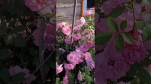 Полуплетистая роза "Джон Дэвис"("John Davis") канадской селекции.