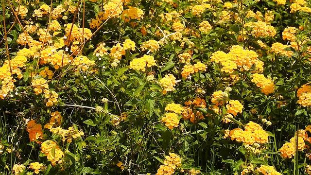 Como fazer mudas de Cambará, Lantana camara, Cultivando a terra, Plantas ornamentais, смотреть онлайн