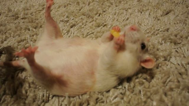 Крыса смешно кушает сыр  (Rat eating cheese)