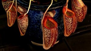 Хищные растения. Непентес