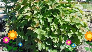 Калина компактная Нанум. Краткий обзор, описание характеристик viburnum opulus Nanum