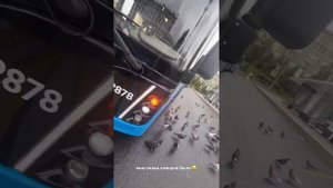 Марк Булах подкинул голубя