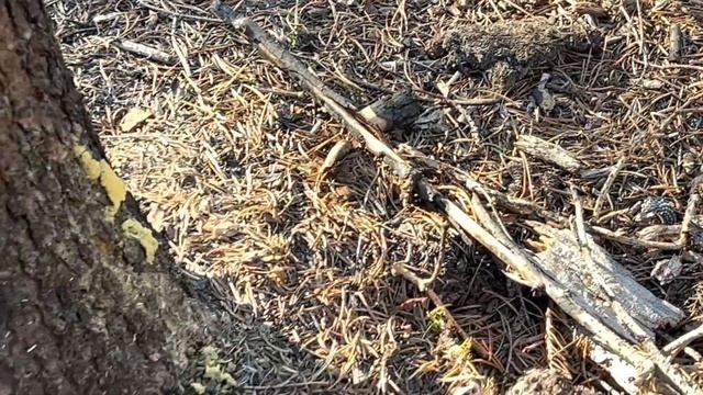 How to pick matsutake mushrooms $$(pine) 2022 смотреть онлайн