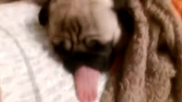 мопсу вытащили язык смотреть онлайн