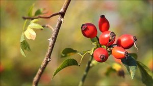 Как, роняя листву поздней осенью | христианская музыка | Старые христианские песни