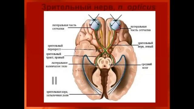 Коленчатые тела мозга. Зрительный Перекрест латынь анатомия. Перекрест зрительного нерва. Латеральный корешок зрительного тракта. Латеральное коленчатое тело.