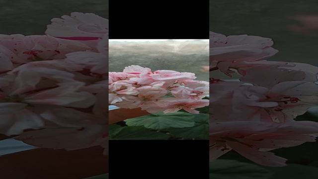 Пеларгонии цветут