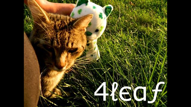 which webkinz should I bring to california? смотреть онлайн