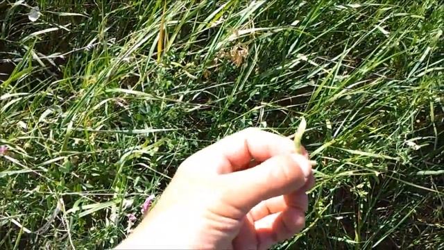 Съедобные бобовые растения-дикоросы в природе. смотреть онлайн