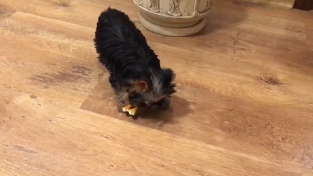 Мини красотка йорк в ПРОДАЖЕ ❤️ смотреть онлайн