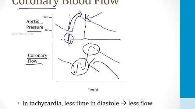 Кардиология USMLE - 1. Анатомия и физиология - 5.Регулирование артериального давления