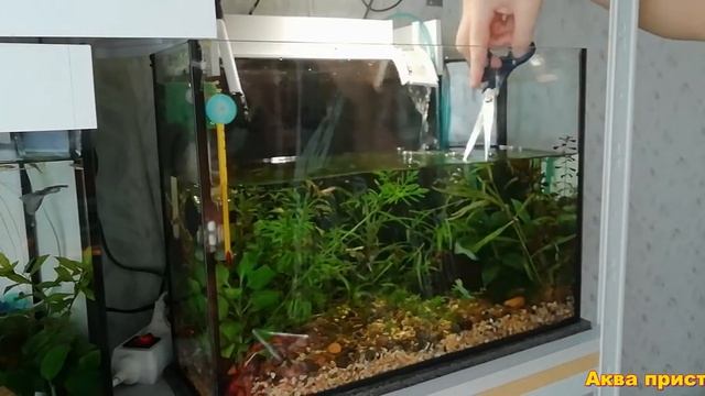 Подмена воды в аквариуме смотреть онлайн