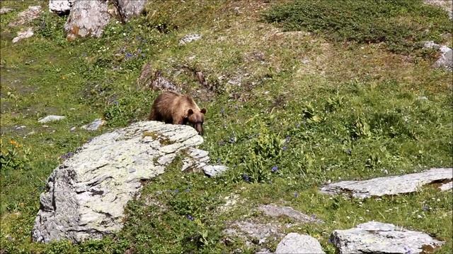 Как нас гонял медведь, а мы - медведя смотреть онлайн