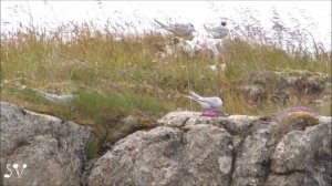 Arctic Tern / Полярная крачка