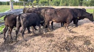 Абердин Ангус в Калуге  телки обзор