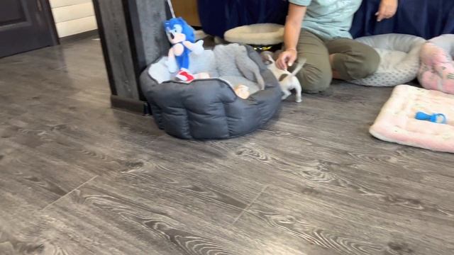 Лиловые, Голубые щенки ЧИХУАХУА 3 месяца. Puppy chivava